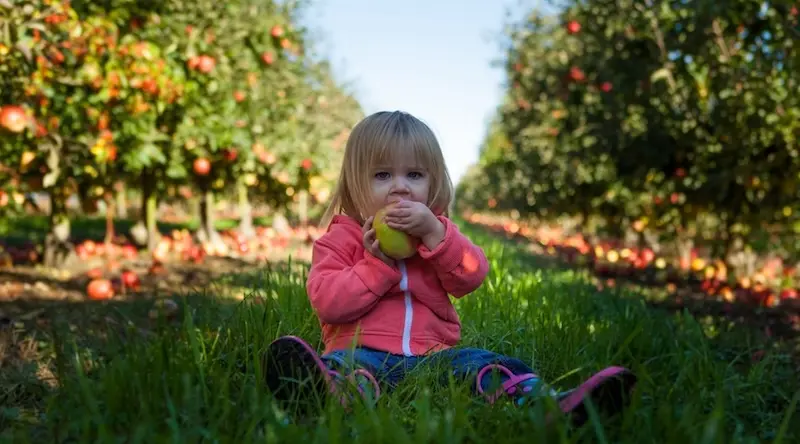A toddler eats an apple in a nursery garden