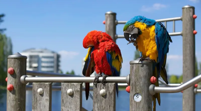 Two colorful parrots, one red and yellow, the other blue and yellow, perched on playground bars. A lake and buildings are visible in the blurred background.