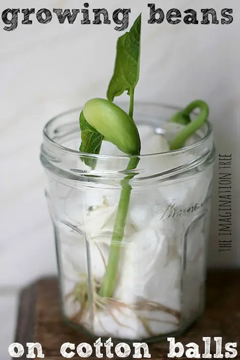 A bean shoot in a glass jar containing cotton wool