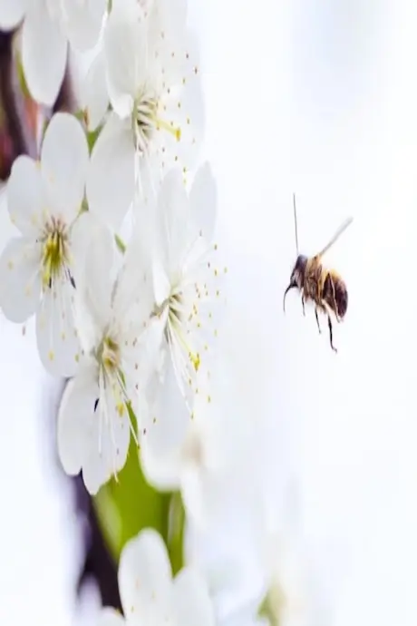 A bee approaches white cherry blossoms blooming on a branch. The image conveys a peaceful, springtime atmosphere with a focus on nature and pollination.