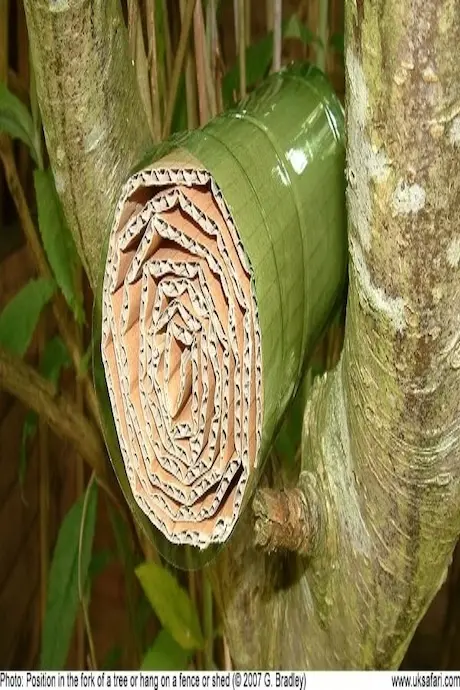 A rolled-up cardboard sheet is placed in the fork of a tree. The cardboard is coiled tightly, surrounded by green leaves, conveying a natural setting.