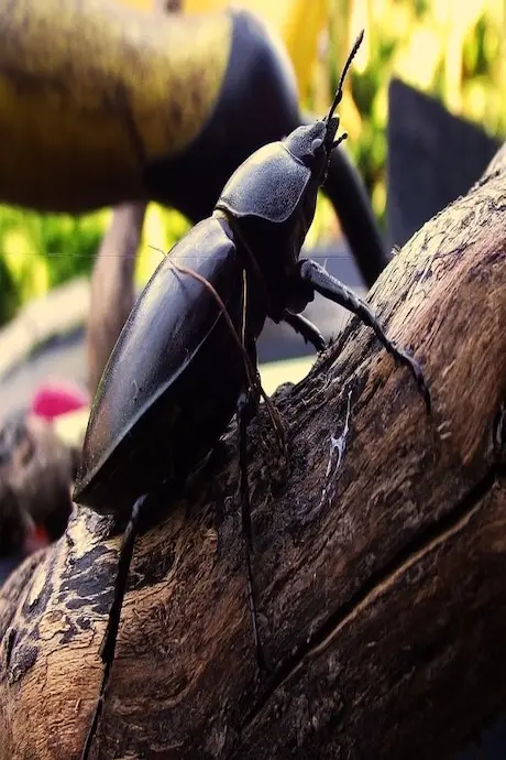 A shiny black beetle with prominent mandibles clings to a textured piece of wood, set against a blurred background of greenery and vibrant colors.
