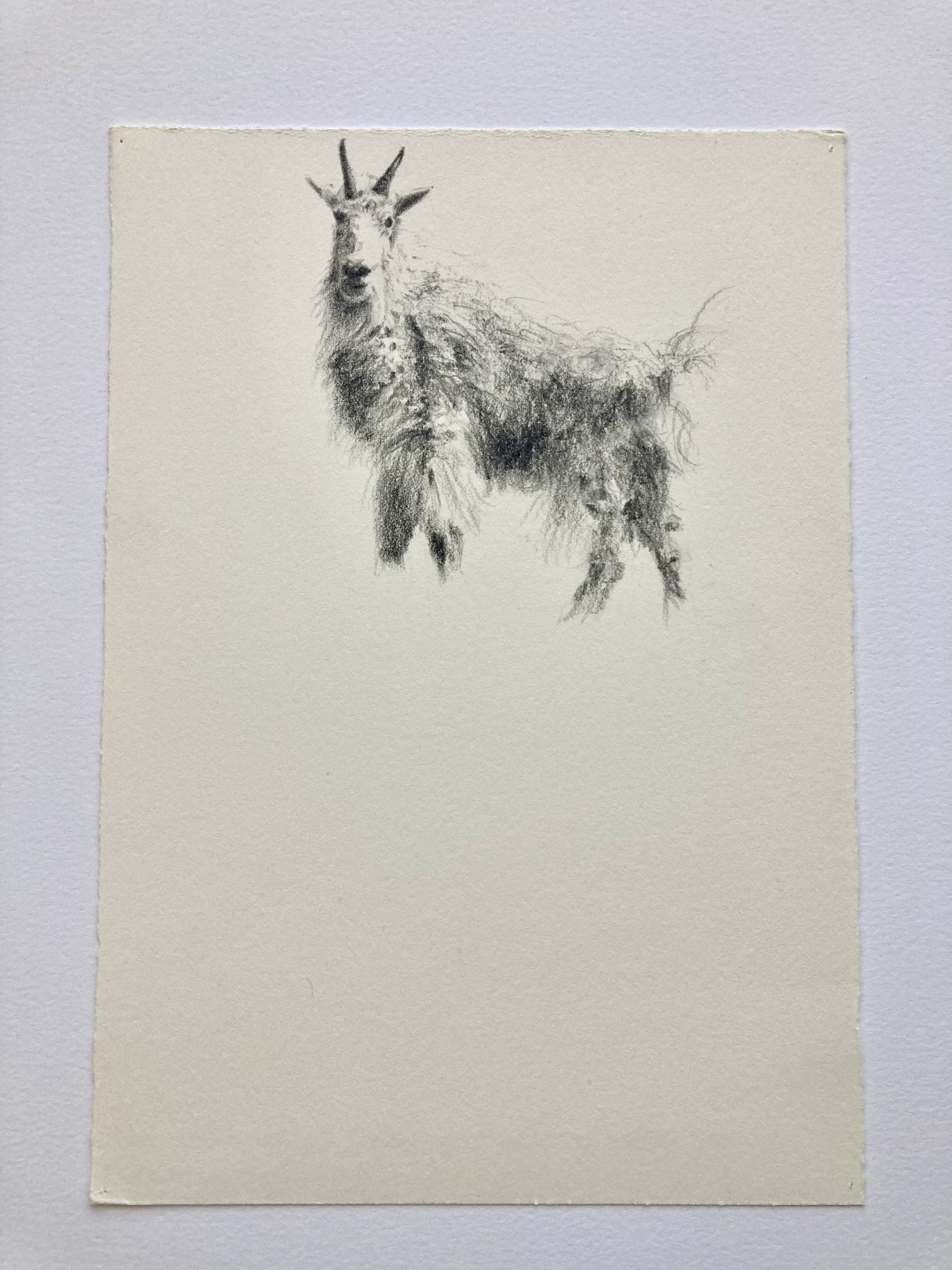 Isabelle Sorrell Pan