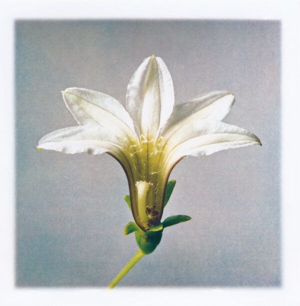 Susan Middleton Naupaka (front)