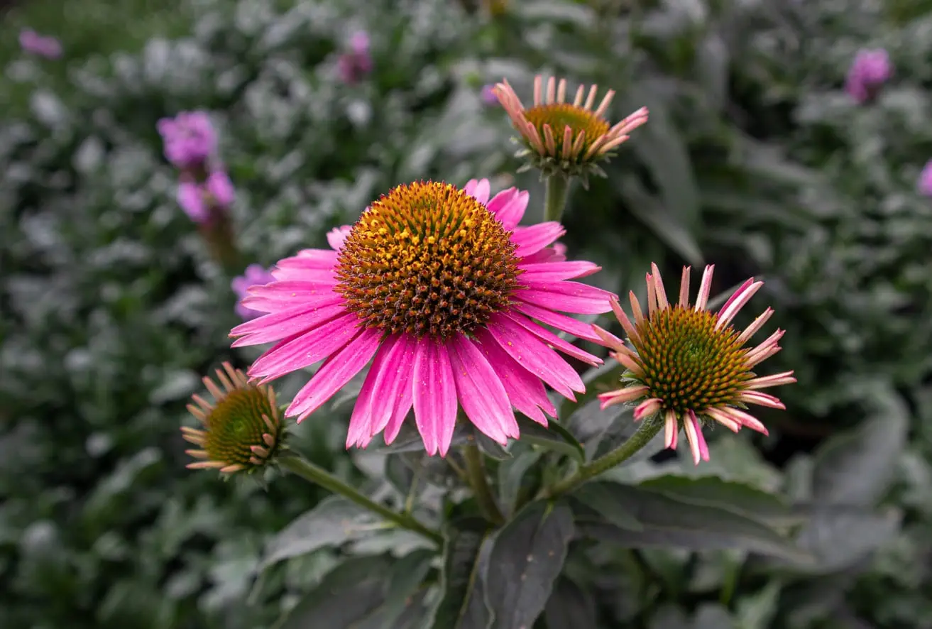 Pinkfarbene Ecchinacea