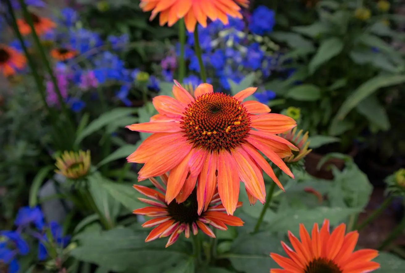 Orangefarbene Ecchinacea