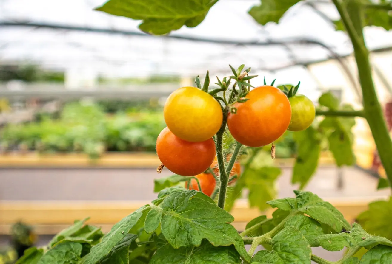 Tomaten