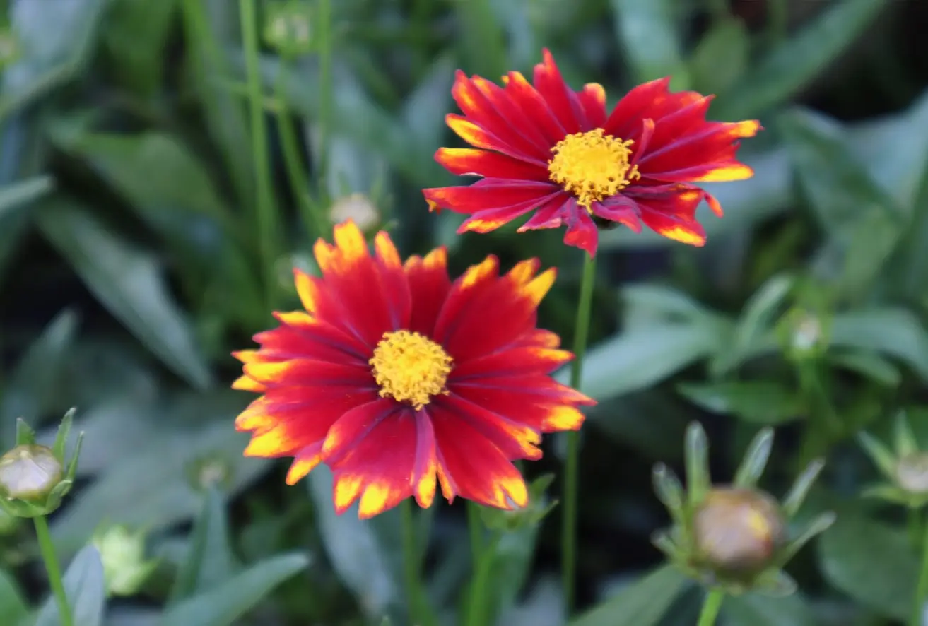 Rote Coreopsis