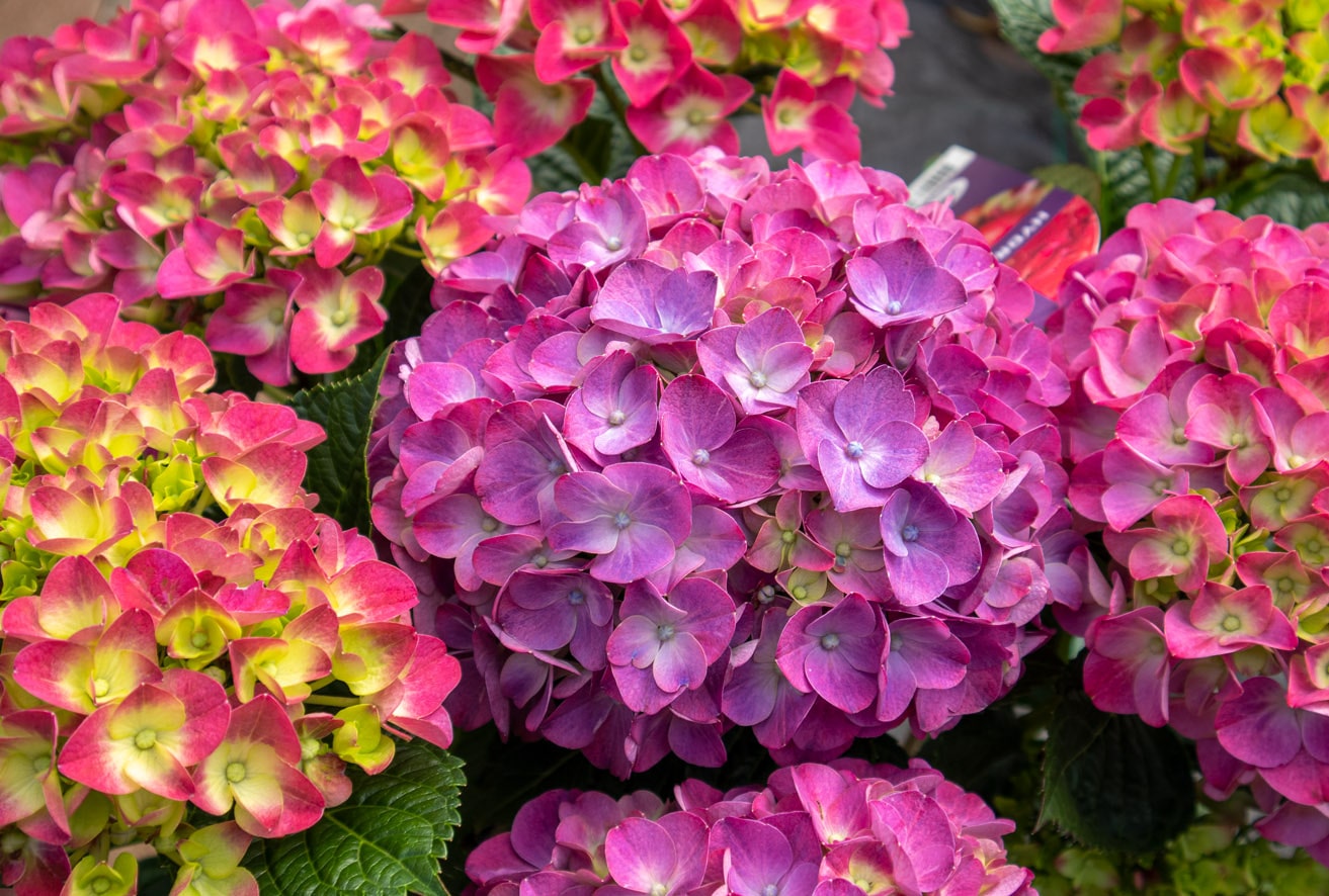 Hortensie pinkfarben
