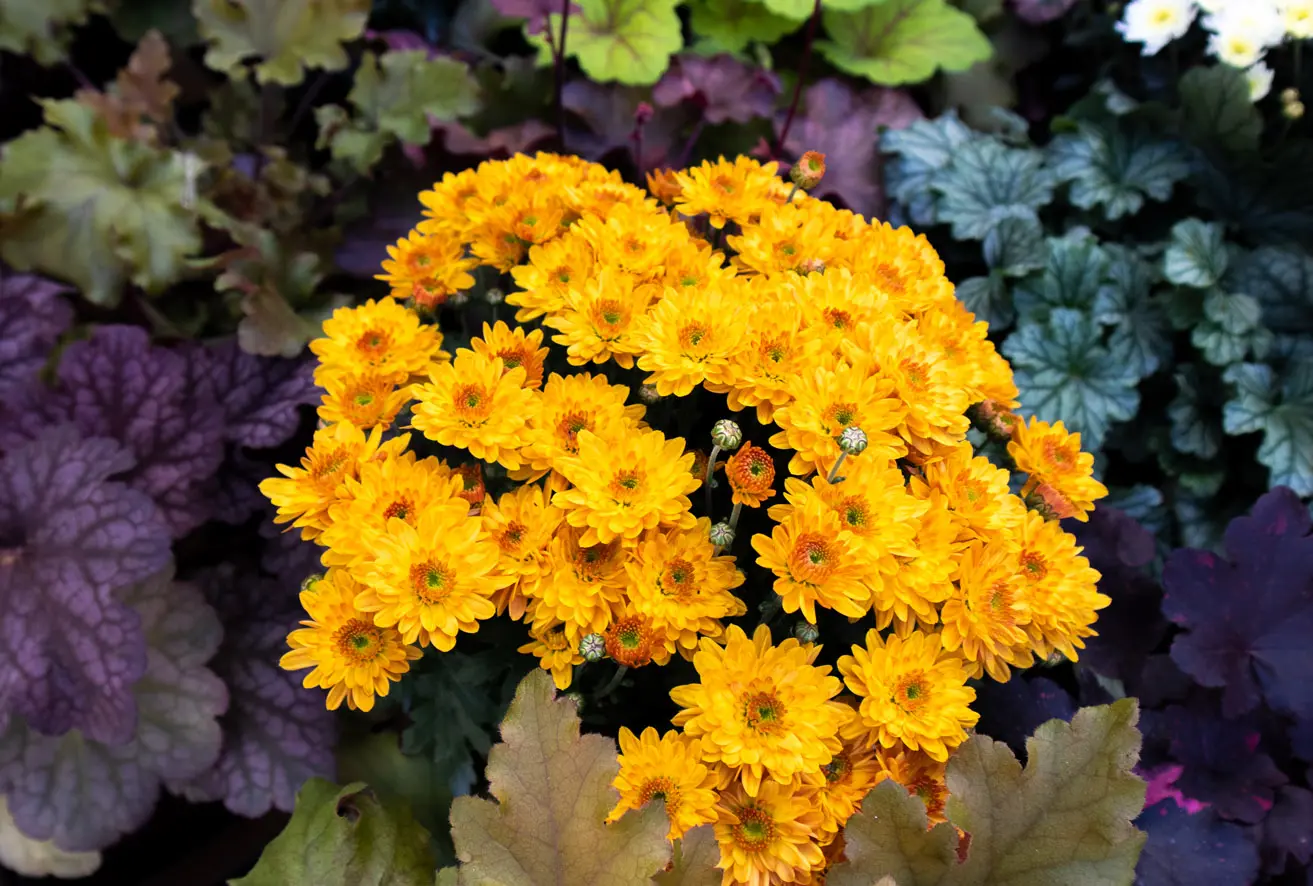 Gelbe Chrysantheme