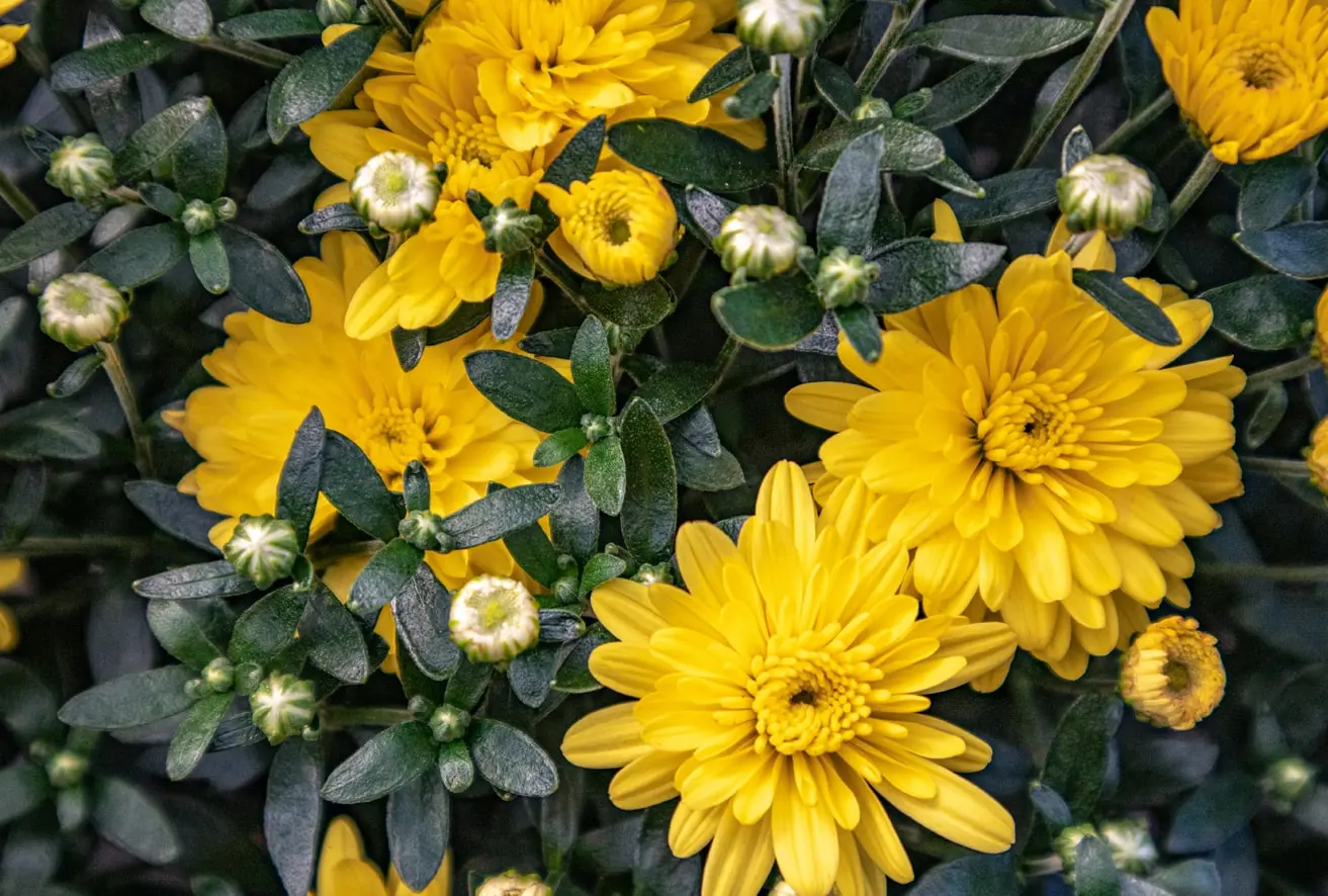 Chrysantemen gelb