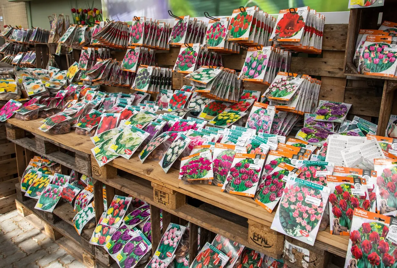 Große Auswahl an Blumenzwiebeln