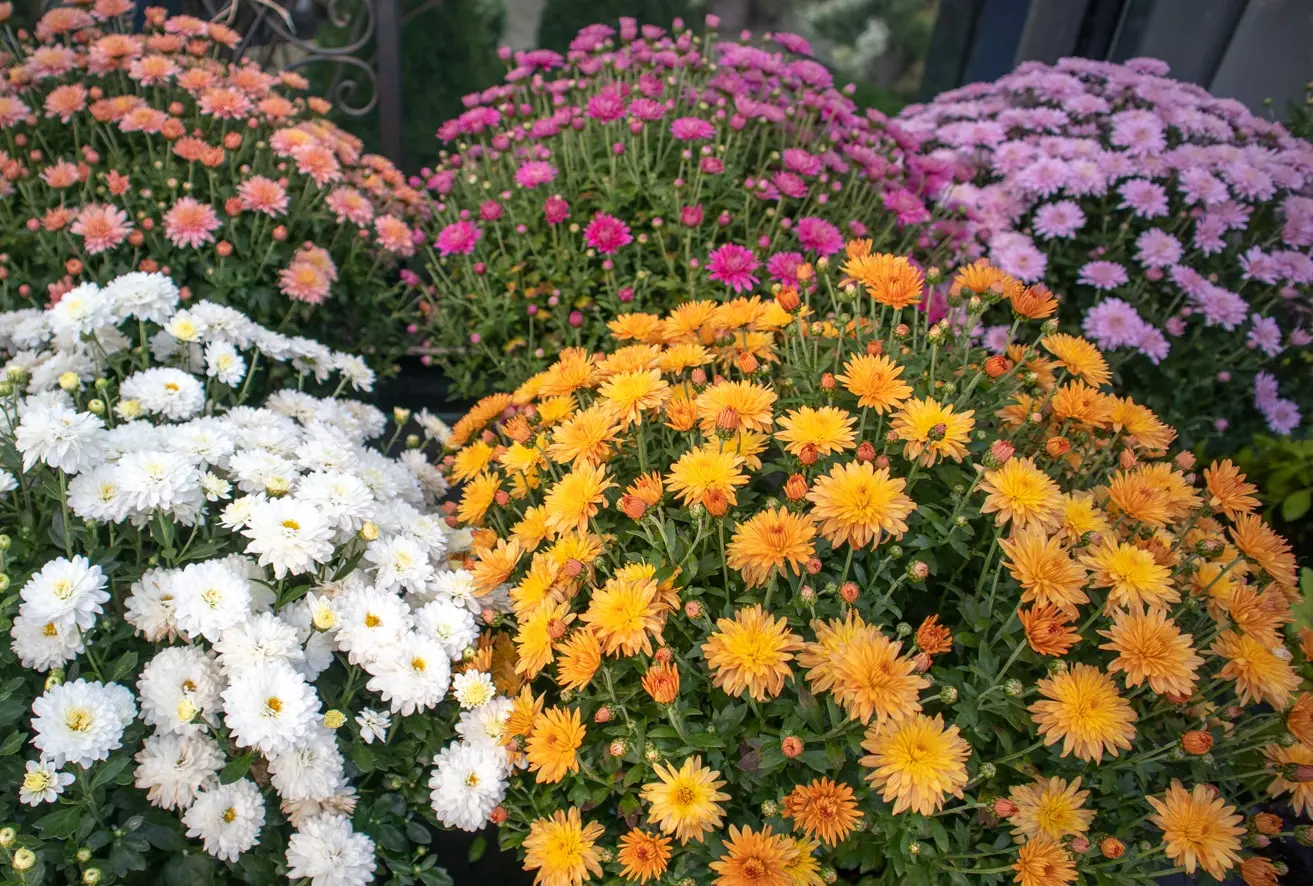 Chrysantemen bunt
