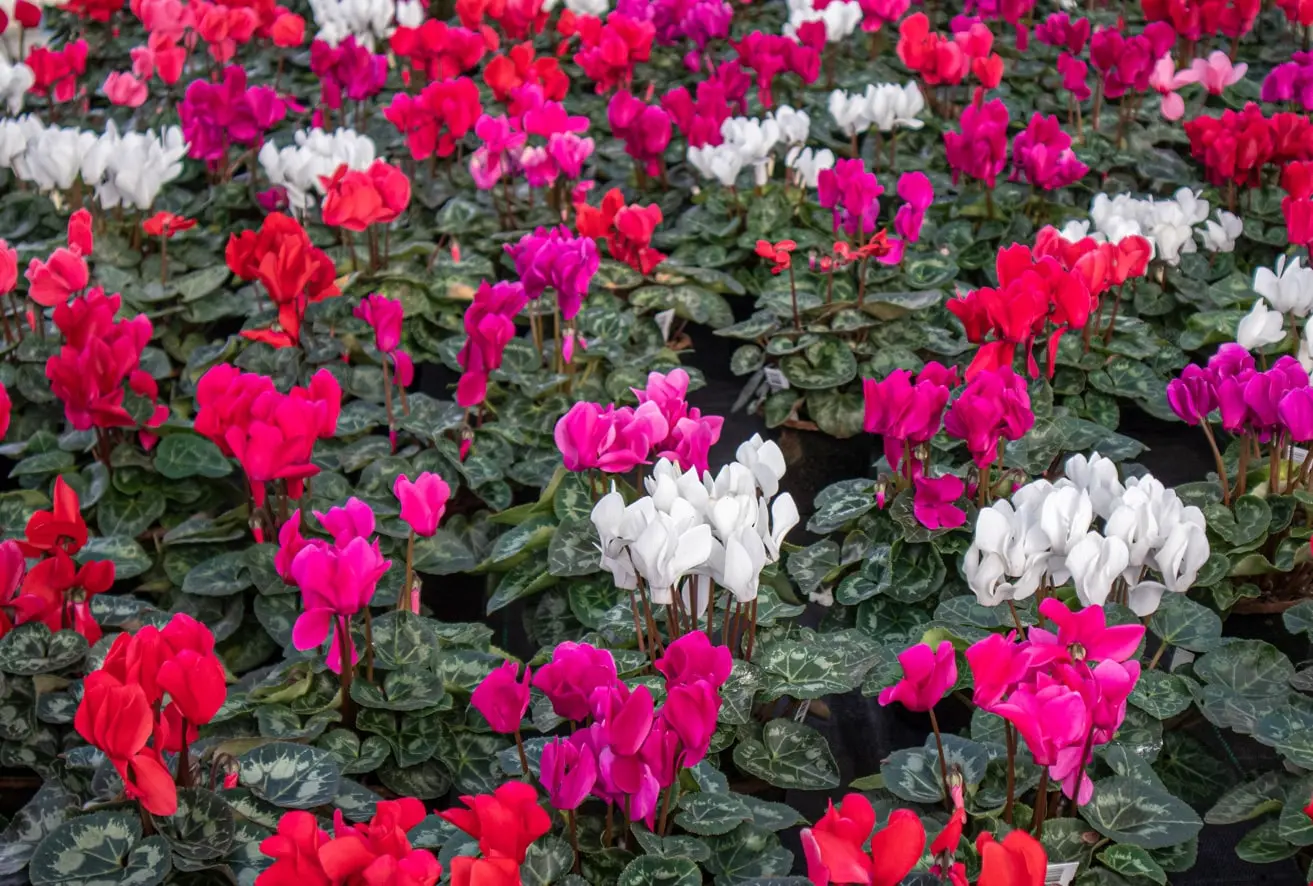 Wunderschöne Alpenveilchen