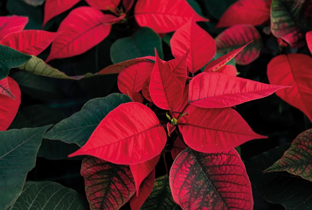 Rote Weihnachtssterne