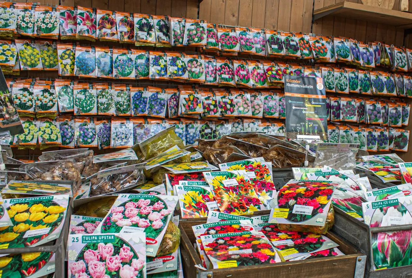 Blumenzwiebeln
