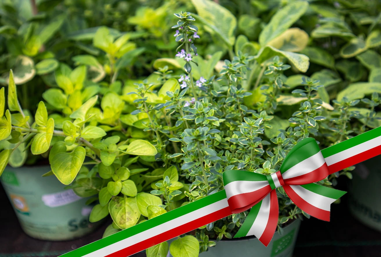 Verschiedene Kräuter