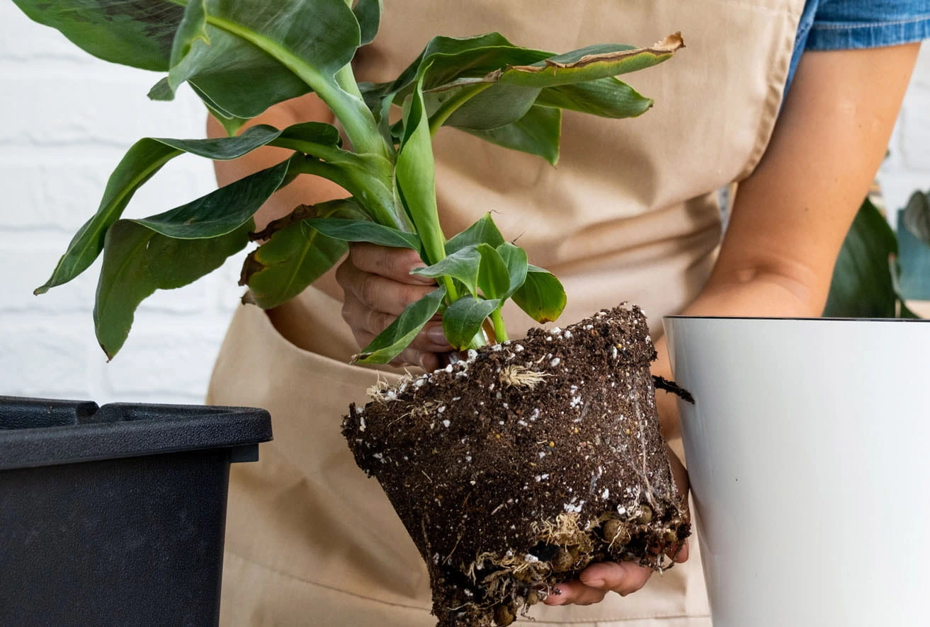 Frau topft Pflanze um