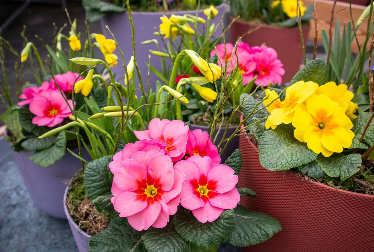 Frühlingskorb mit Primeln