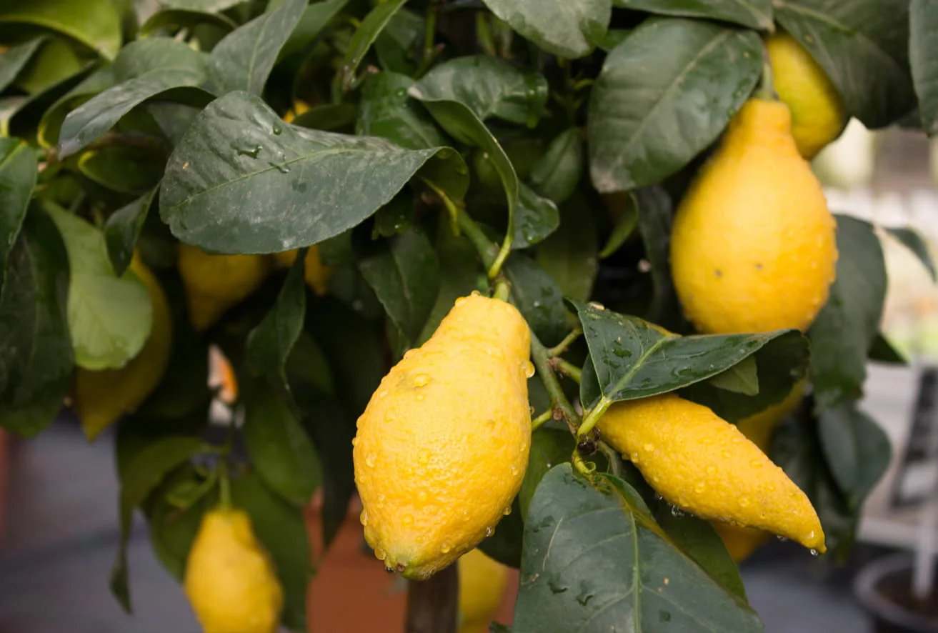 Zitronenbaum