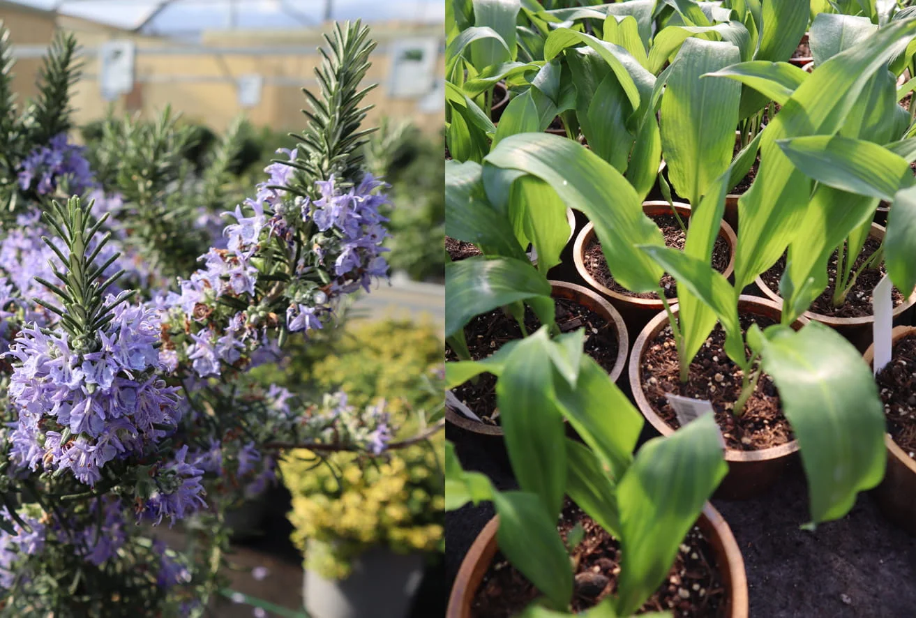 Rosmarin und Bärlauch