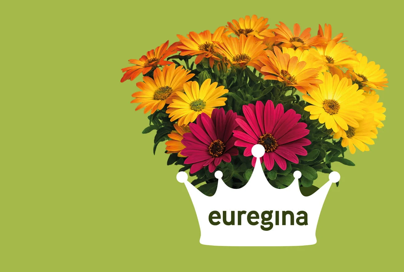 Die Euregiopflanze