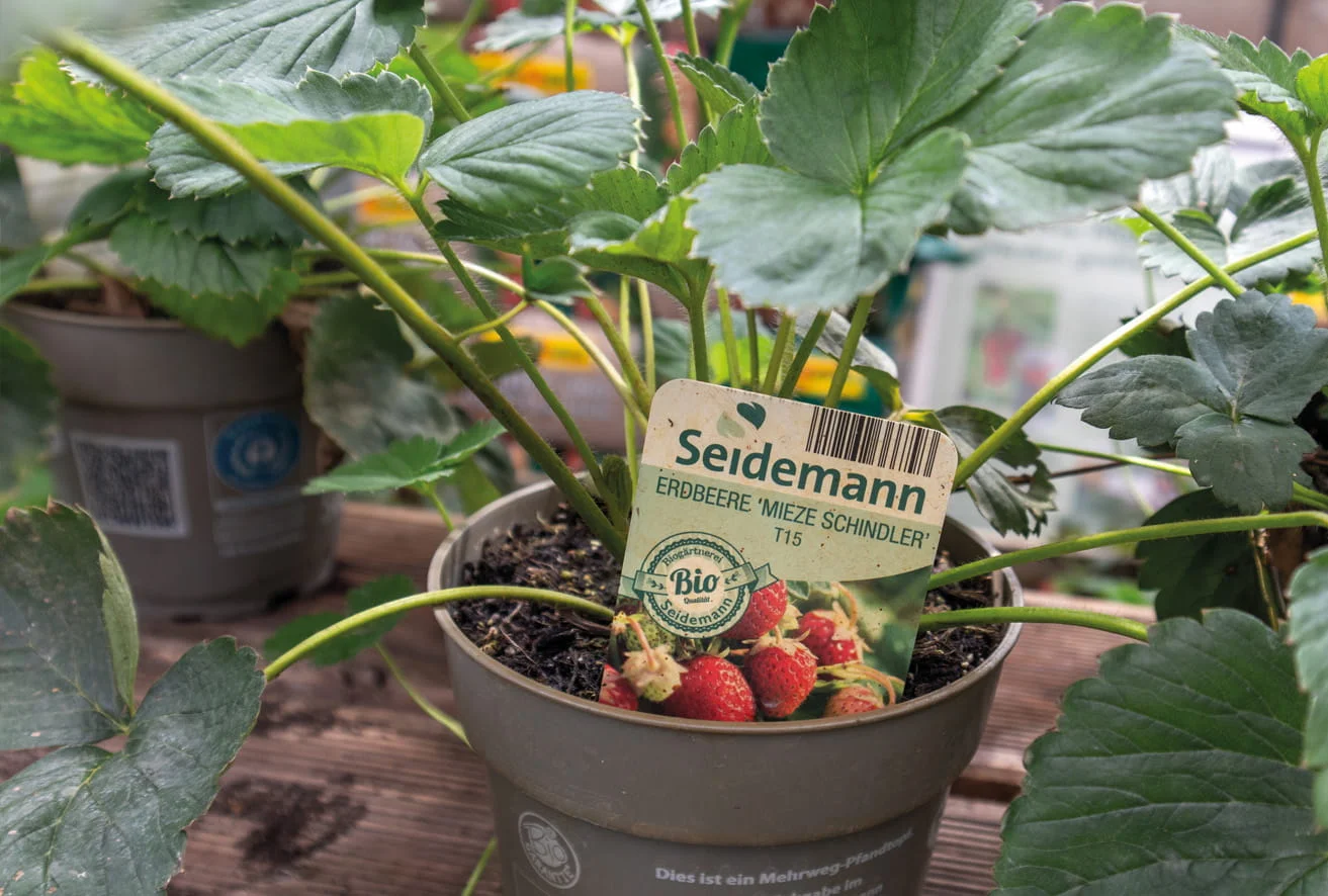 Erdbeerpflanze