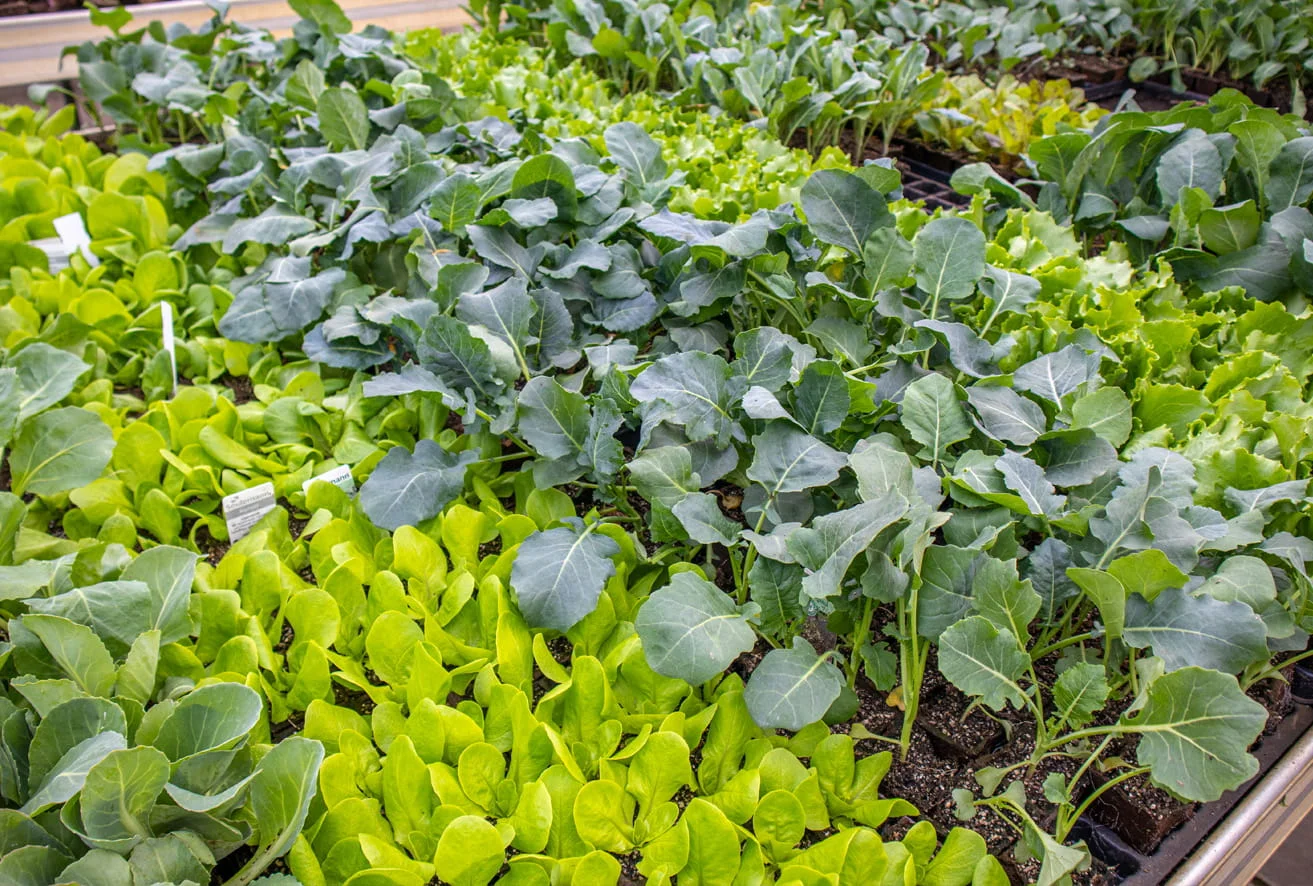 Kleine Gemüsepflanzen