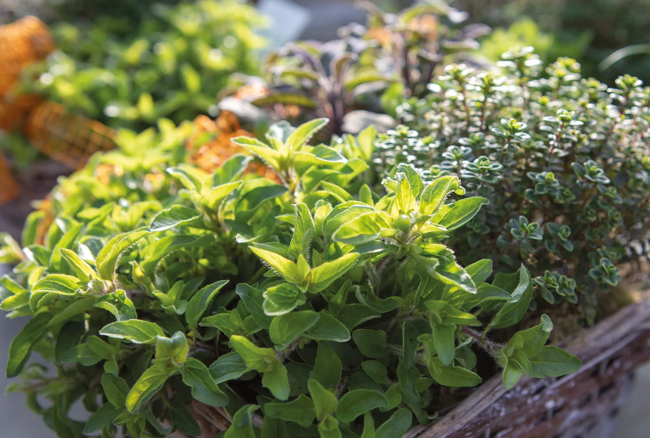 Rosmarin und Bärlauch