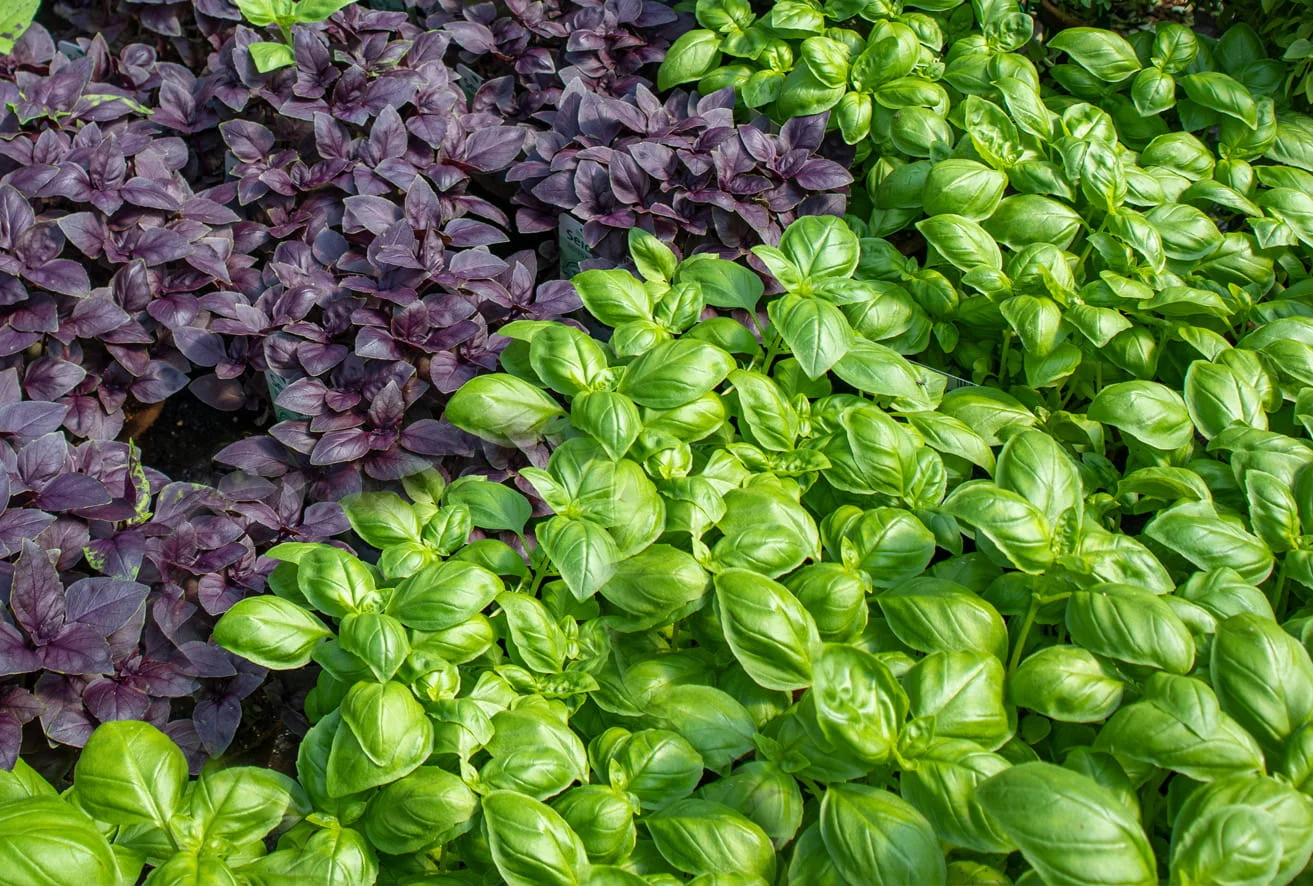 Basilikum