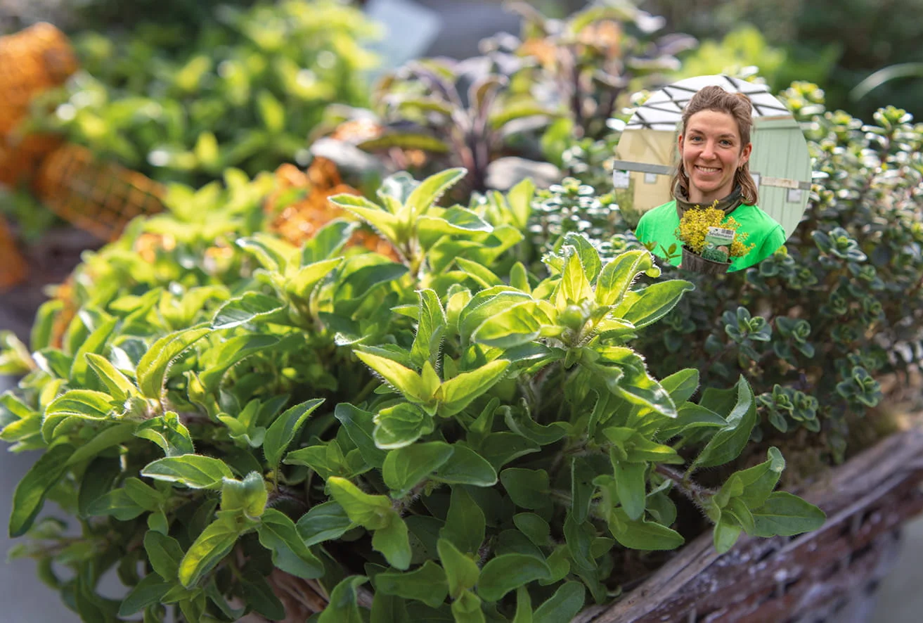 Rosmarin und Bärlauch