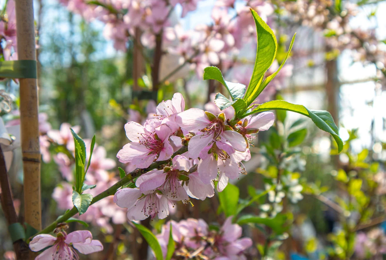 Blühender Obstzweig