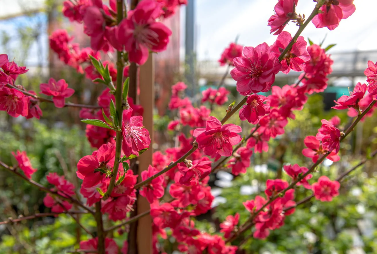Blühender Obstzweig
