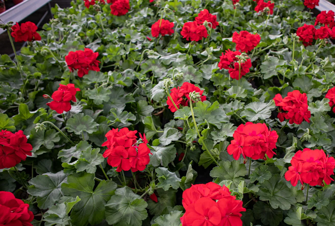 Rote Pelargonien