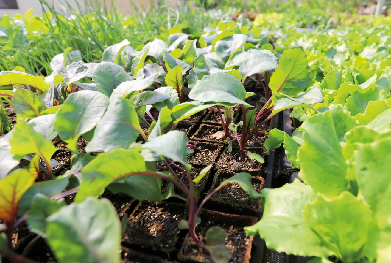 Kleine Gemüsepflanzen