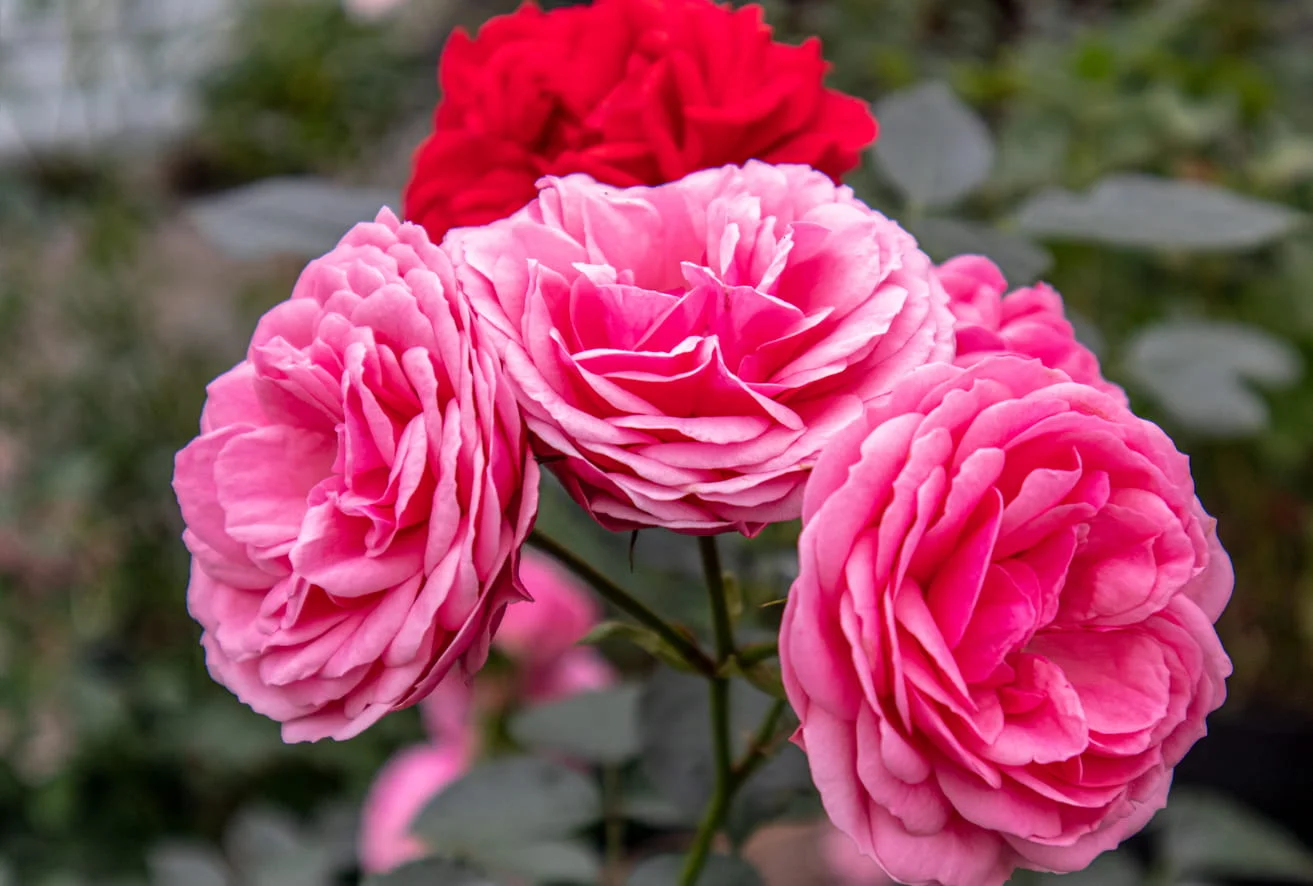 Rosen