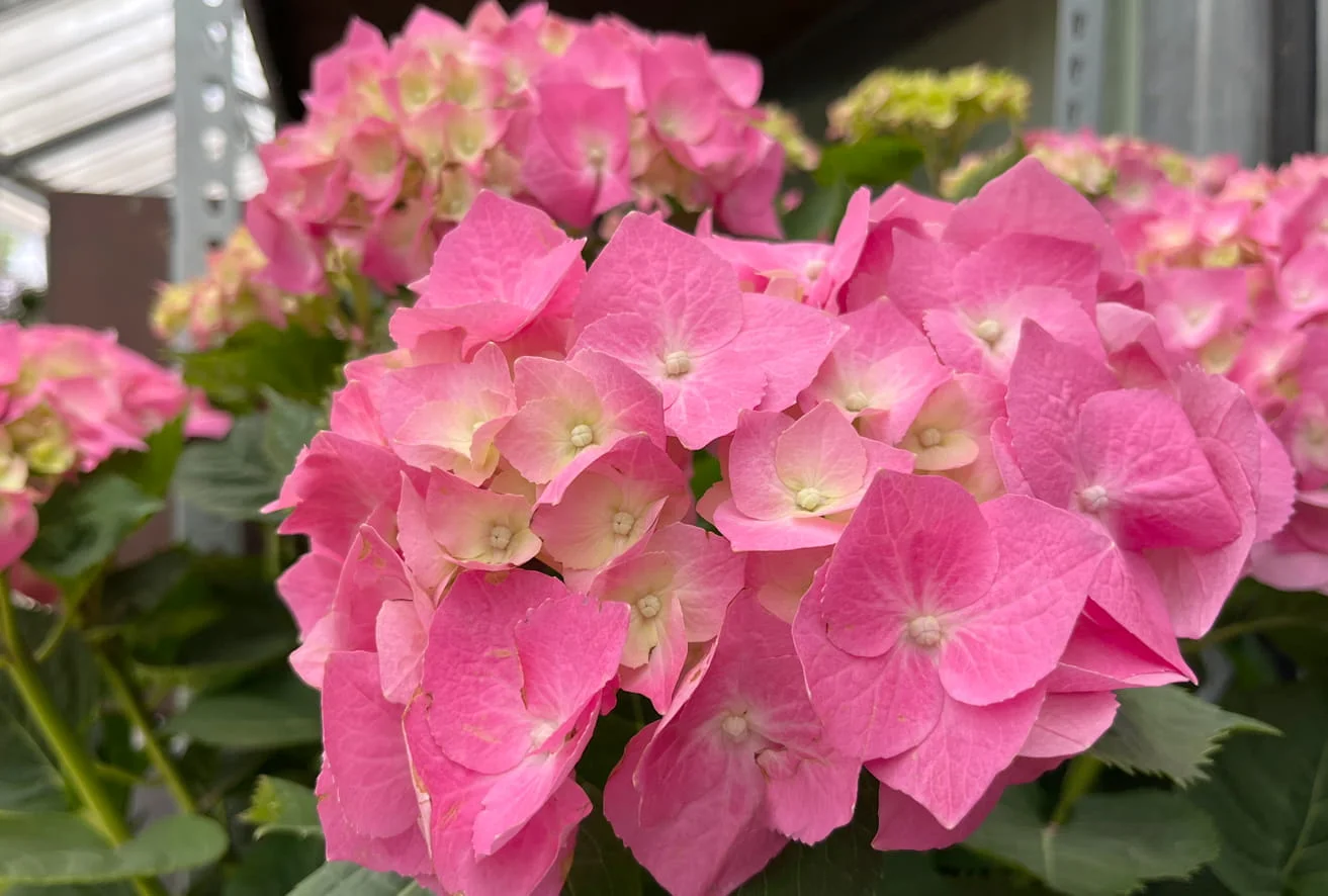 Hortensie