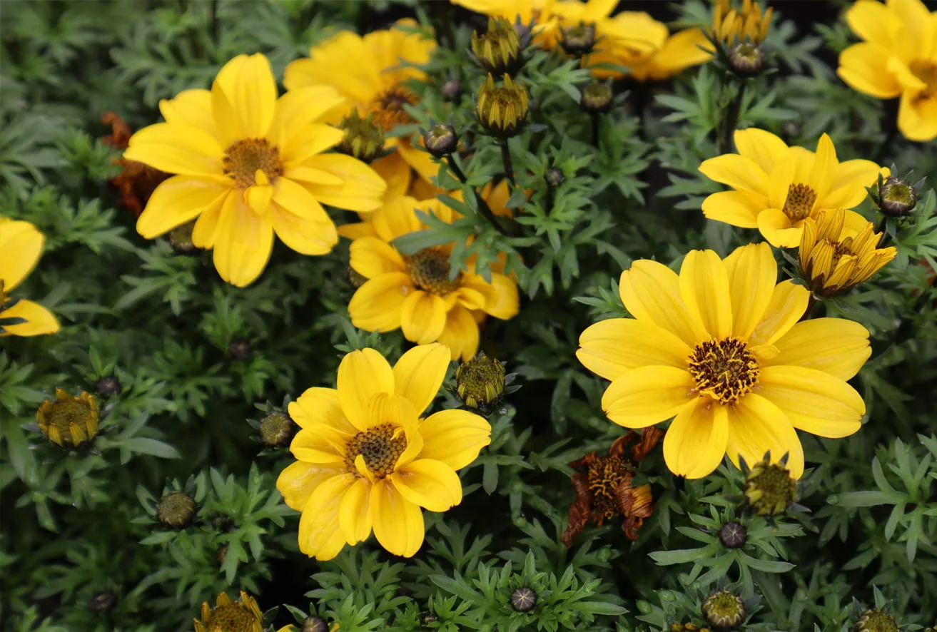 Bidens
