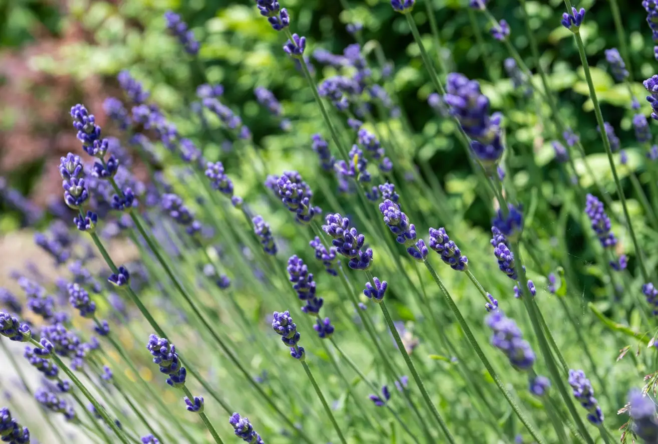 Lavendel