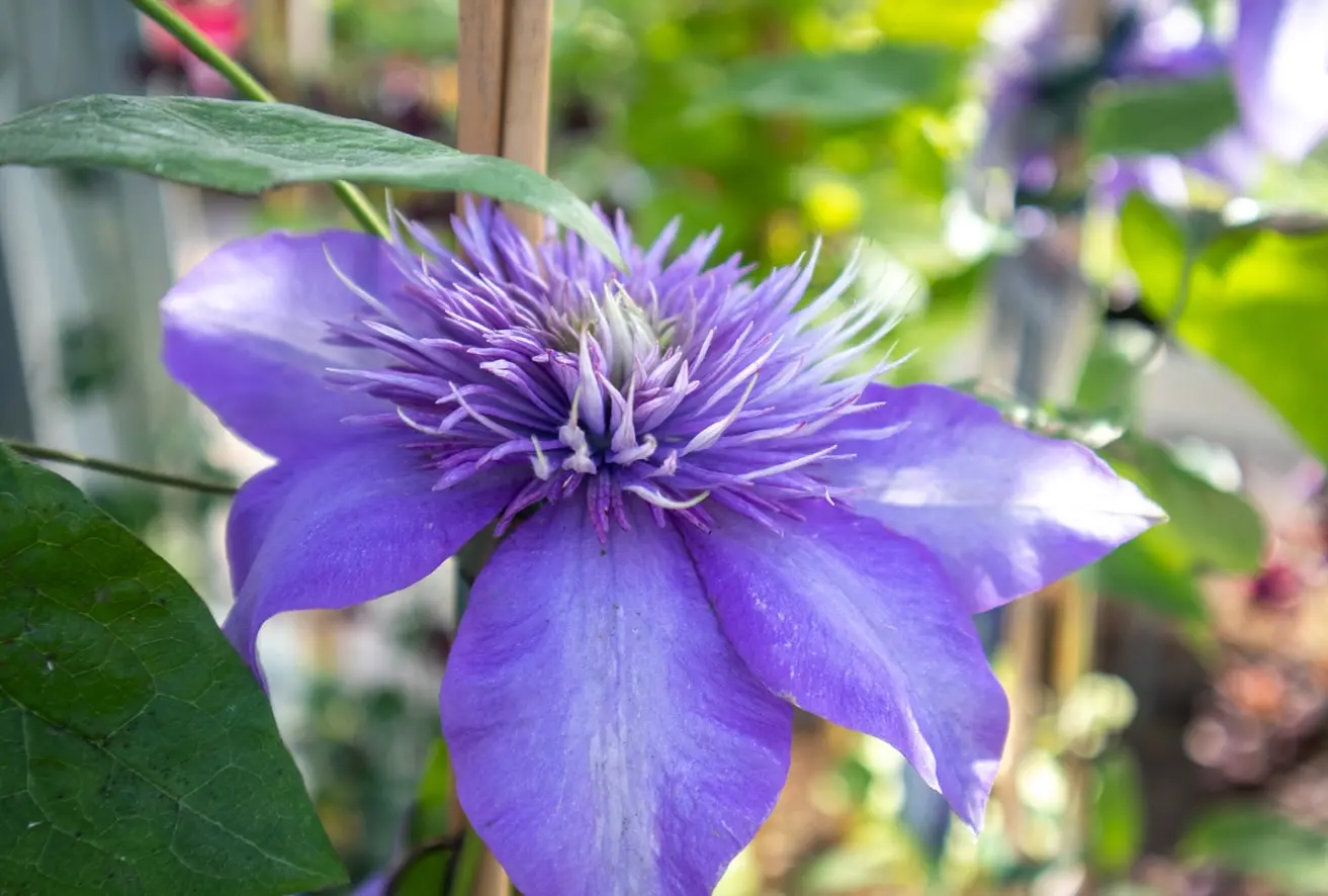Klematis