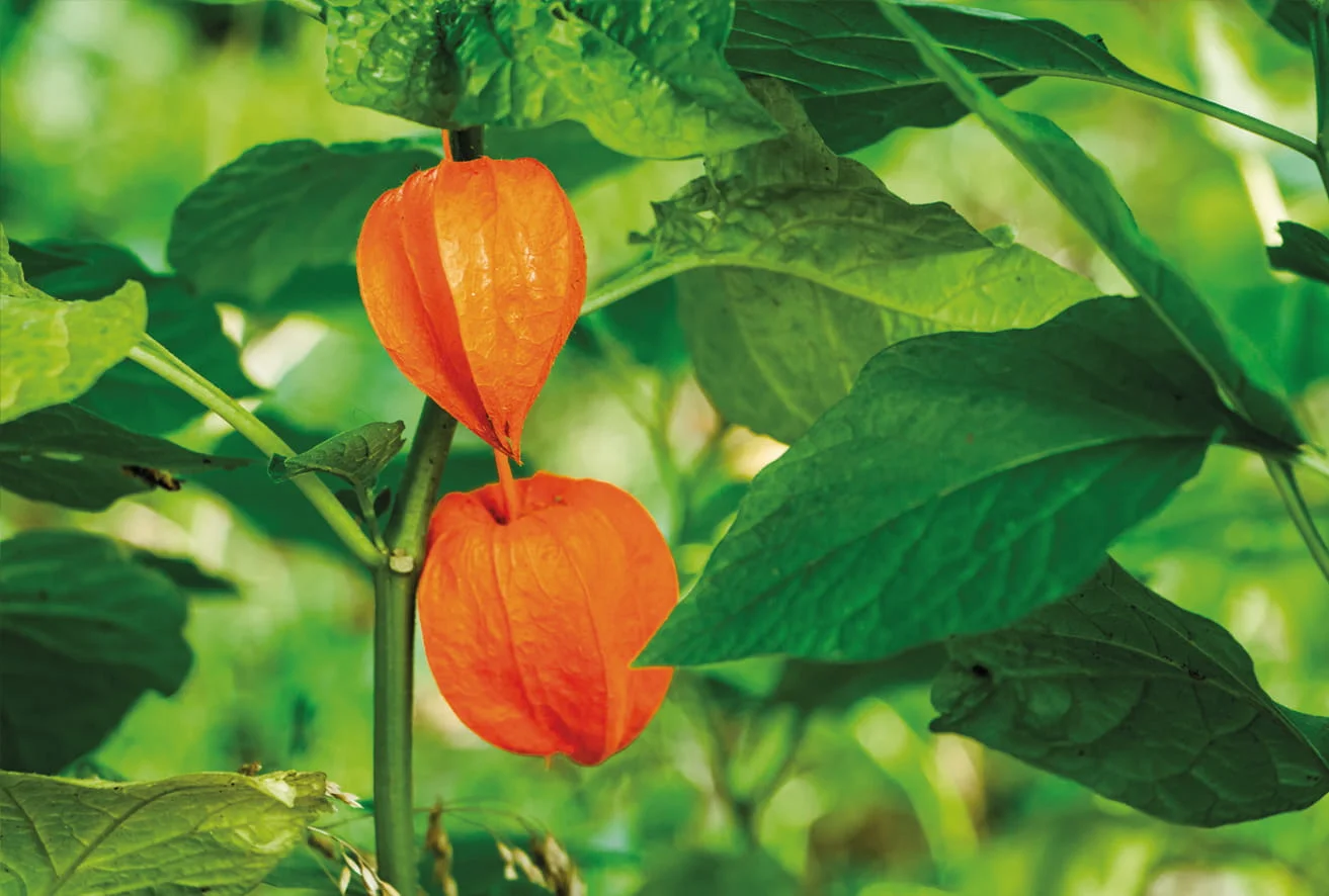 Physalis