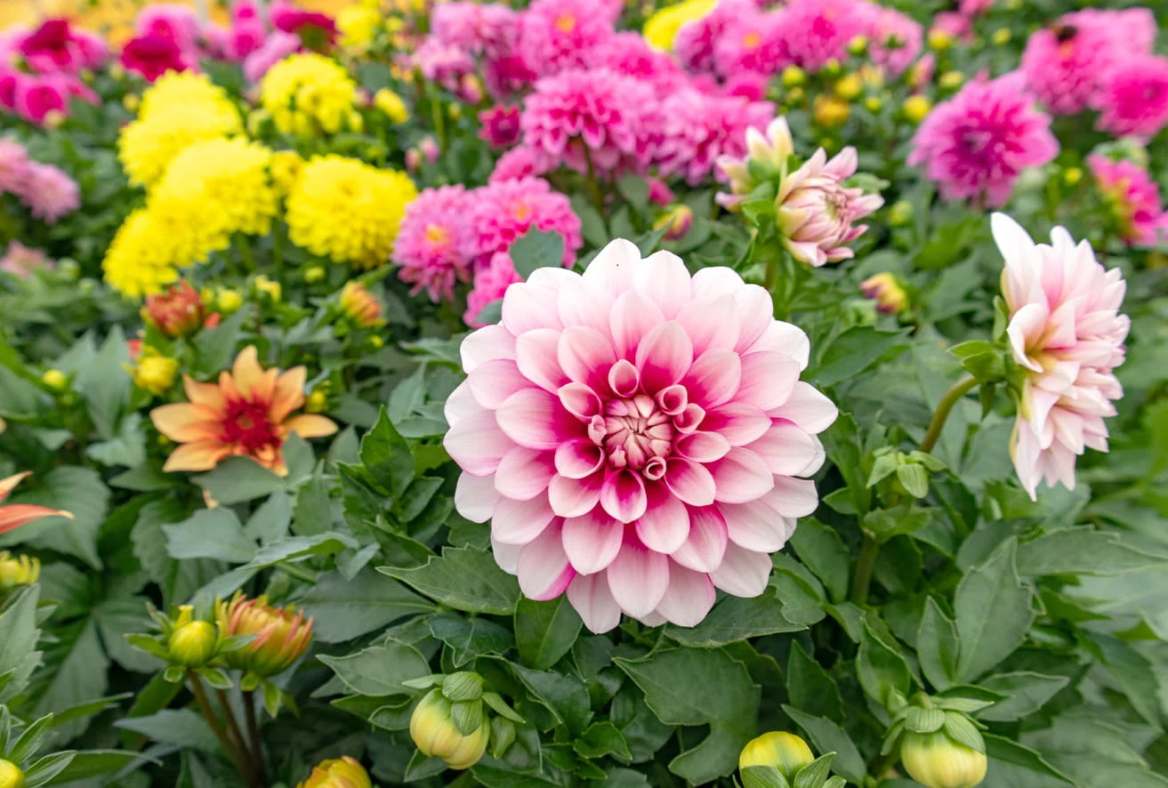 Schönste Dahlien
