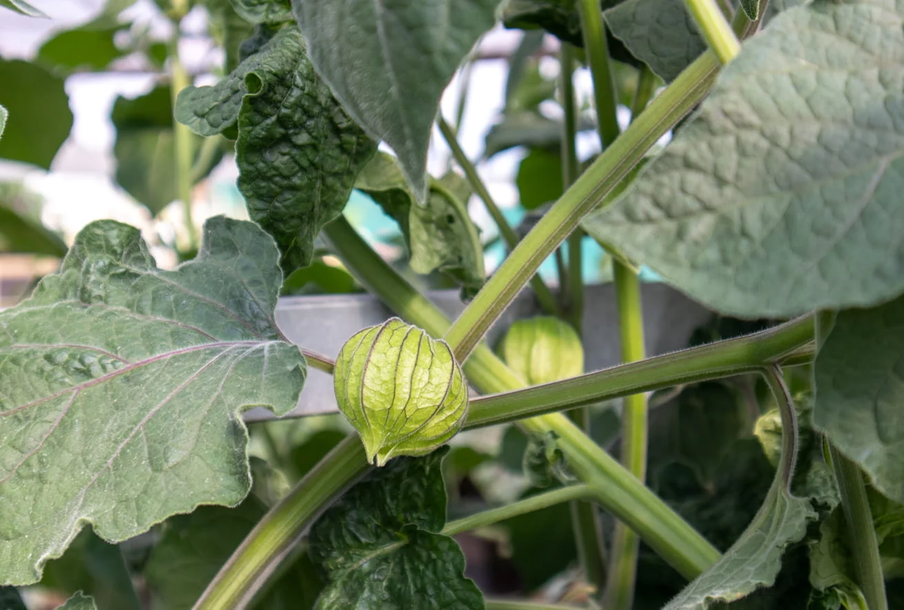 Physalis