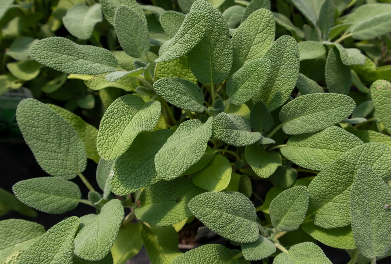 Salbei