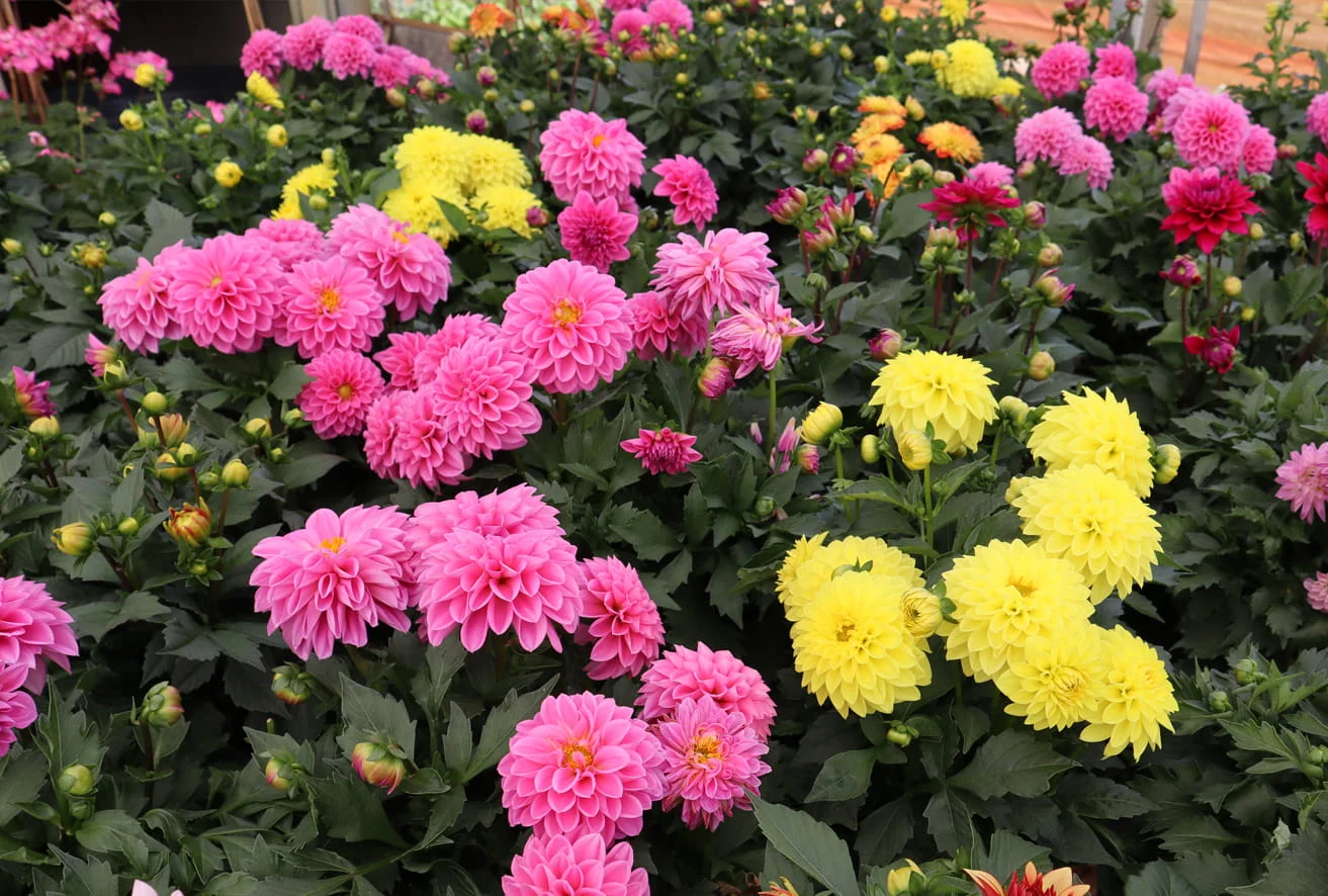 Schönste Dahlien