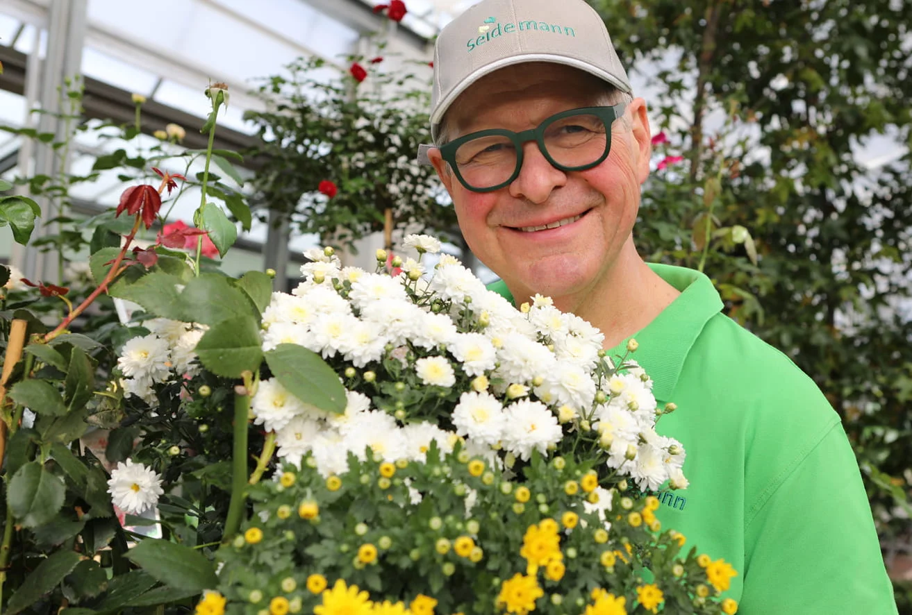 Chrysanthemen