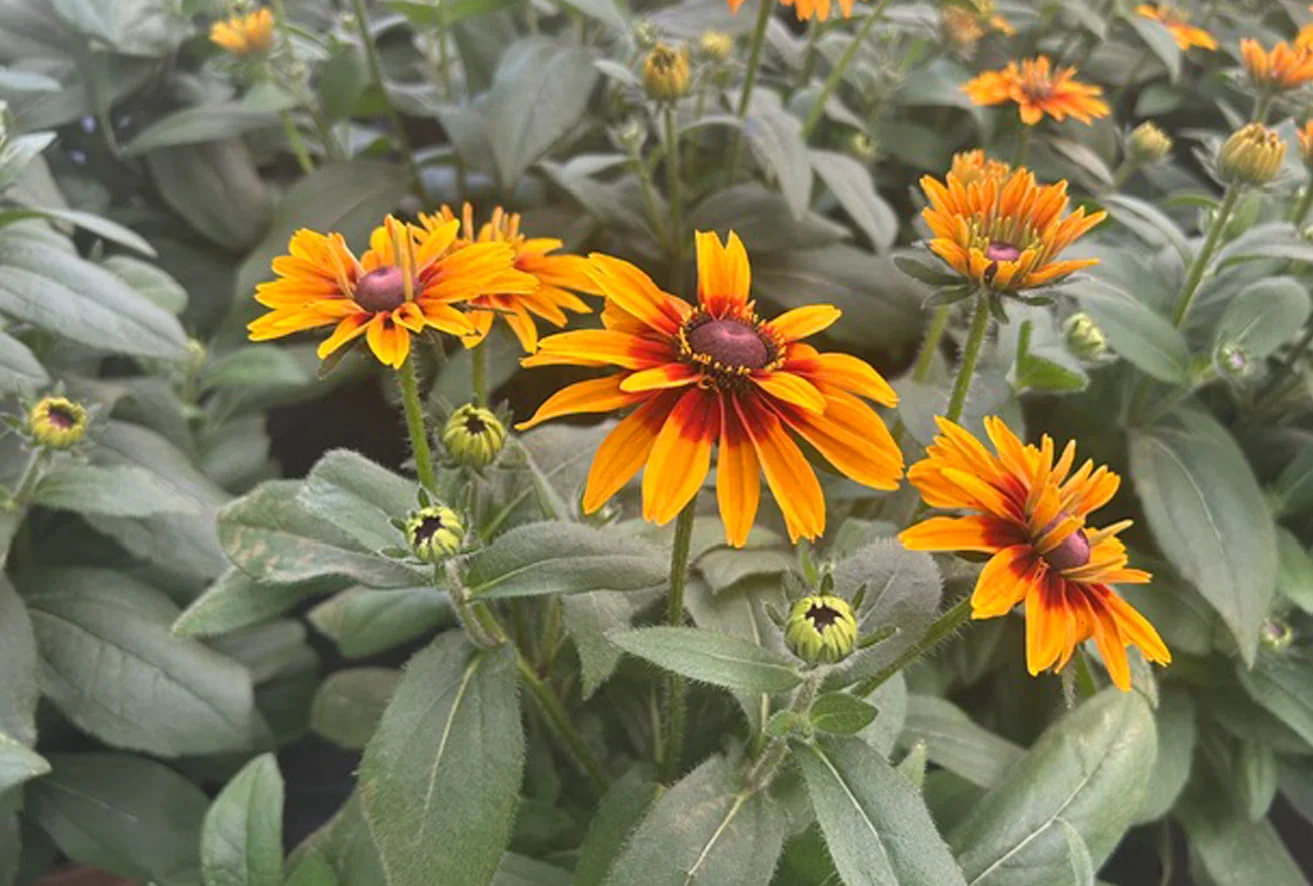 Sunbeckia