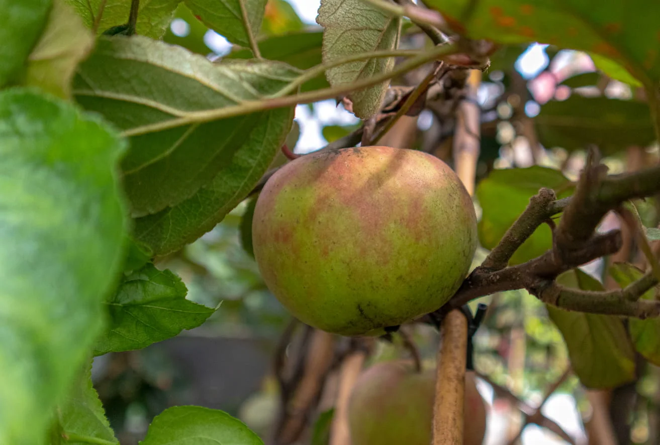 Apfelbaum