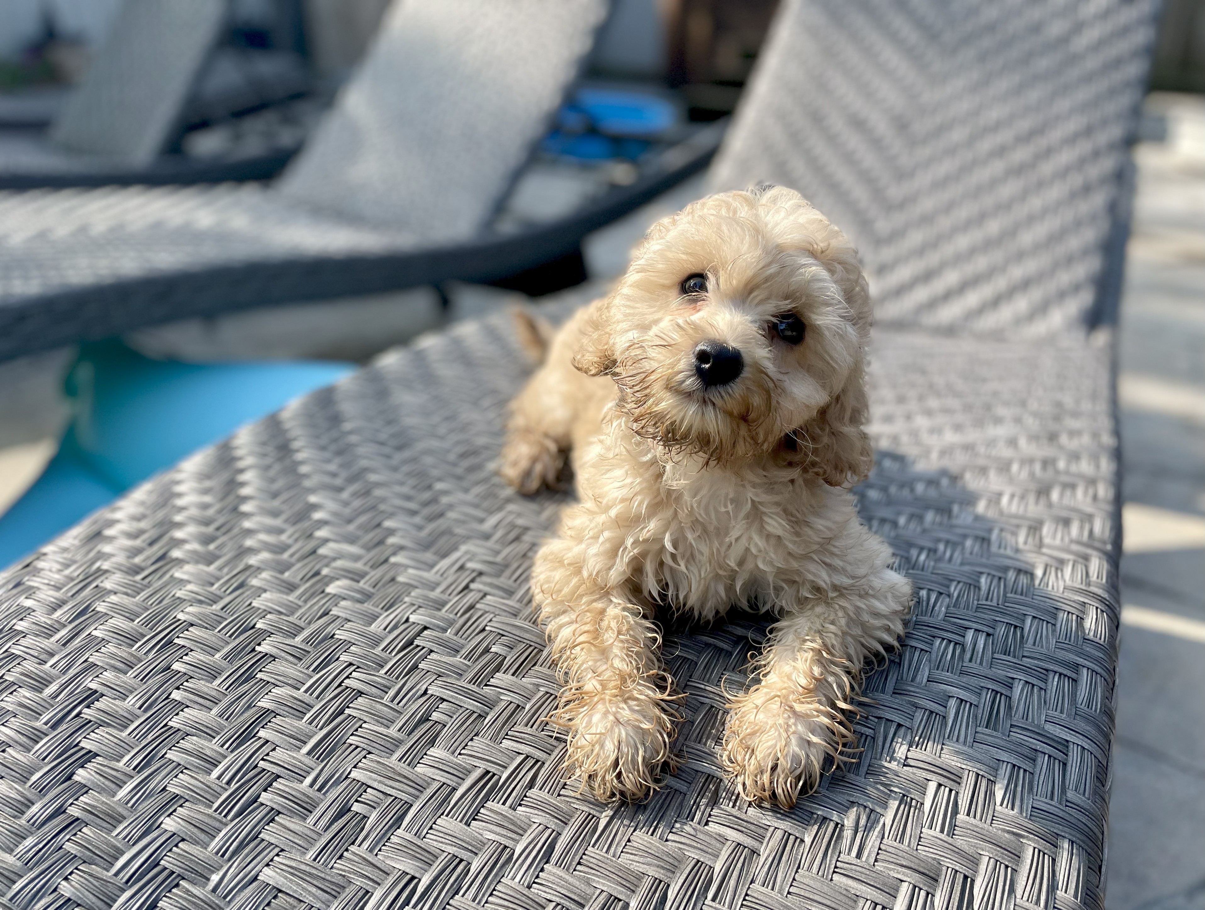 Hi, I'm Max! Just recently my family unfortunately had to send me back to Agape, I am almost fully potty and crate trained. I love playing and going for walks, I'm very good with children, and am looking for a new family to take me in! 