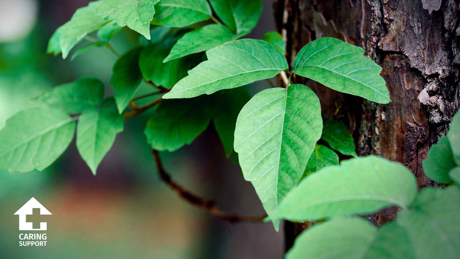 Poison Ivy Rash
